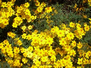 Tagetes lemmonii (palmeri) - blossom